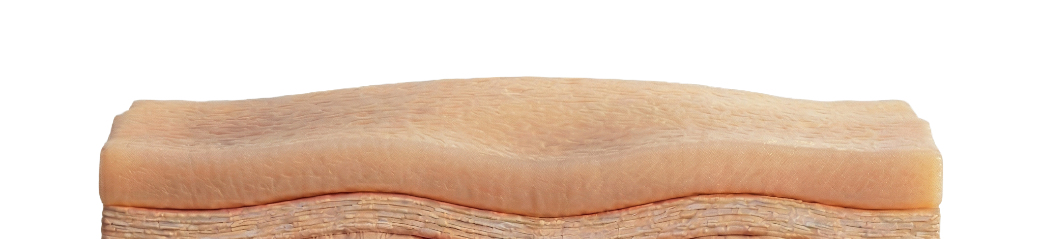 Epidermis & Dermis