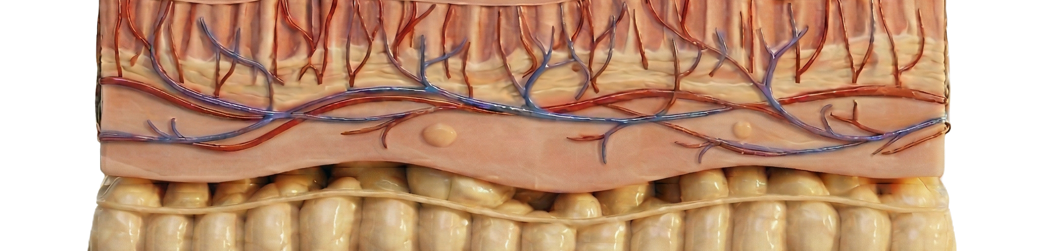 Fascia